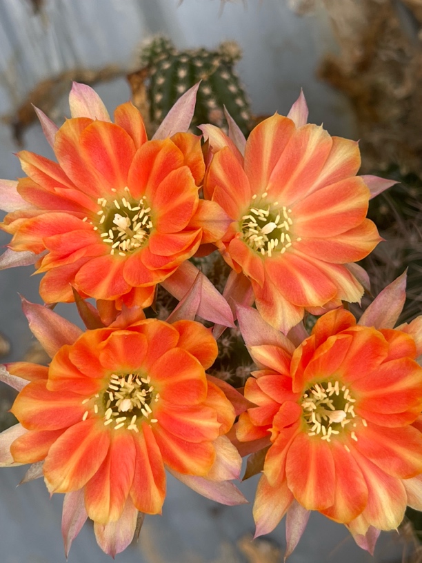 新花色白檀t534仙人球勤花花量巨大