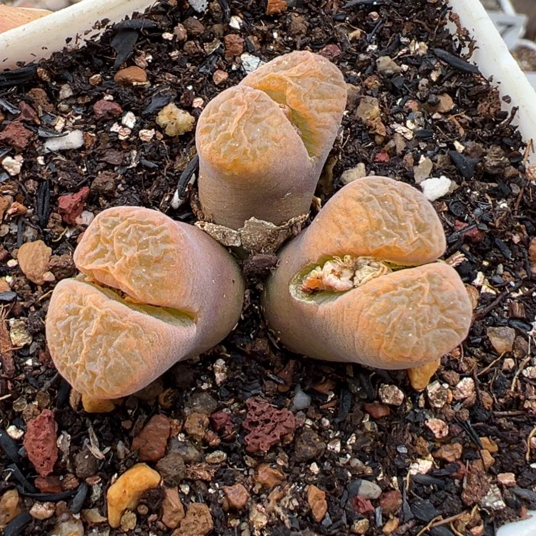 1.14好看的多肉847