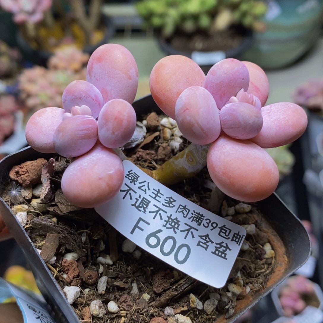 600橙奶多肉肉5c m