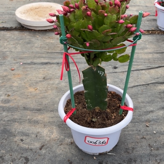 白盆037蟹爪兰0063