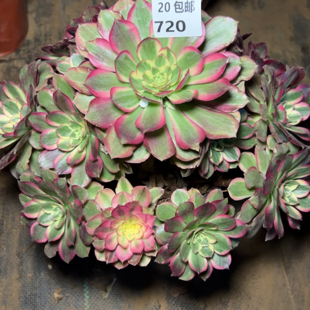 720粉体海王，满20包邮嘟叮熊