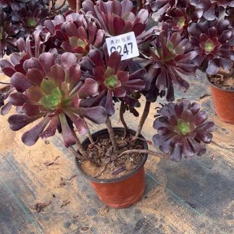 247欧紫不包断枝