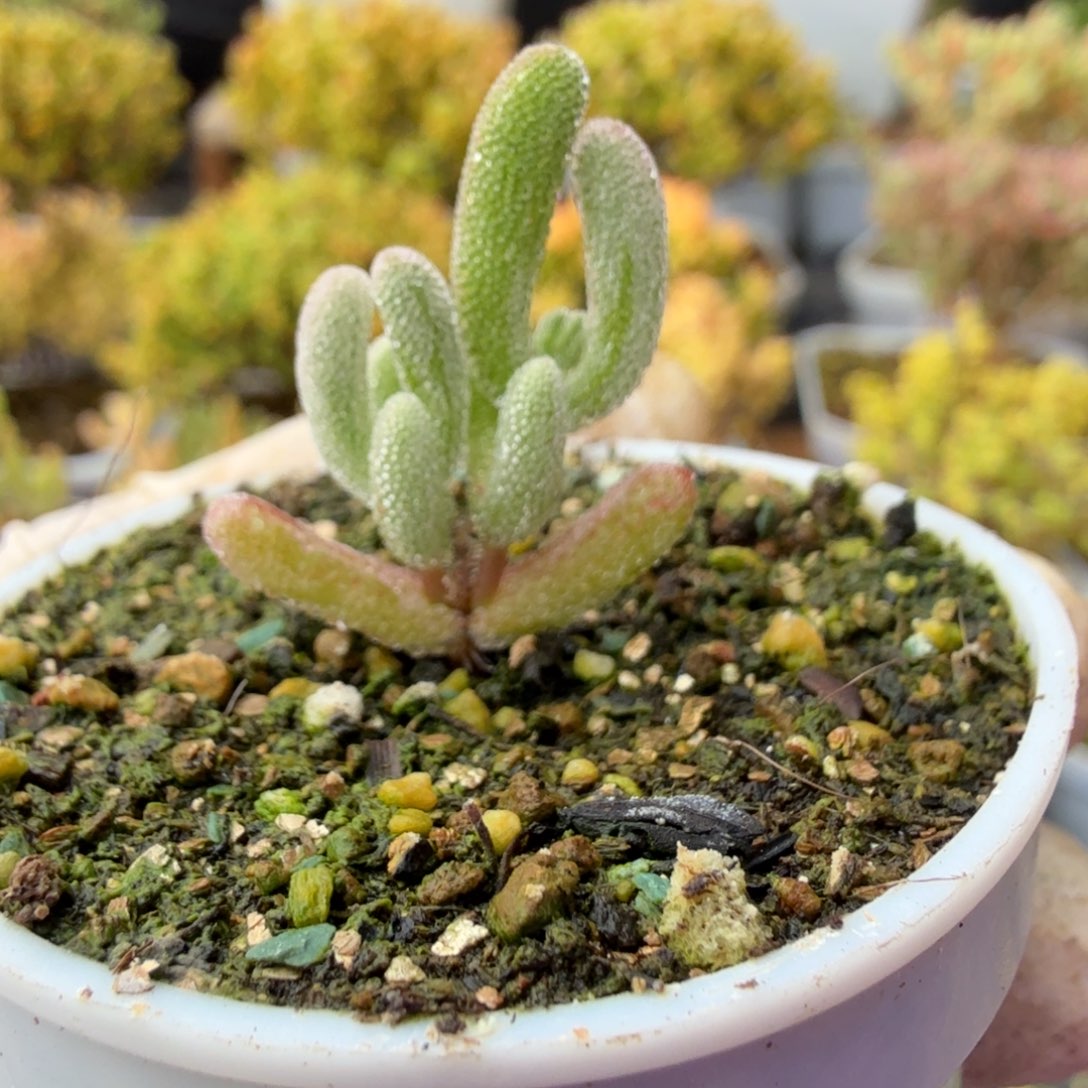 A700紫闪光变异拉丝