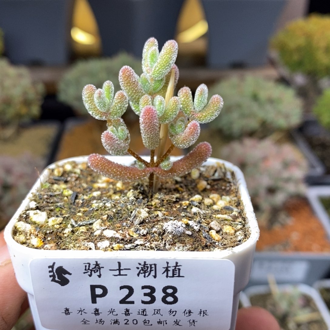 238实生精控优选冰晶