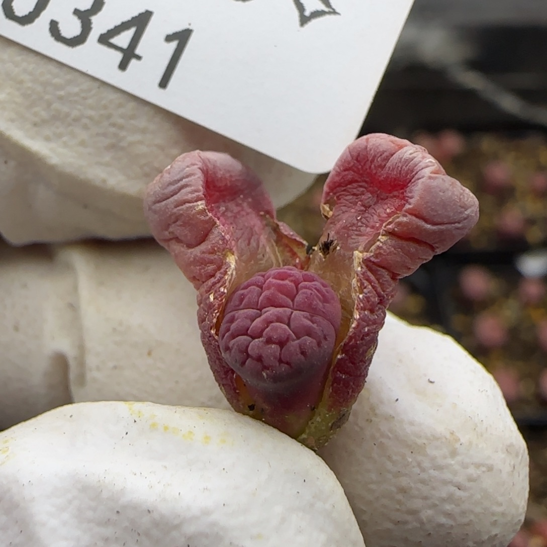 0341。阿克塞尔。一年。不大。