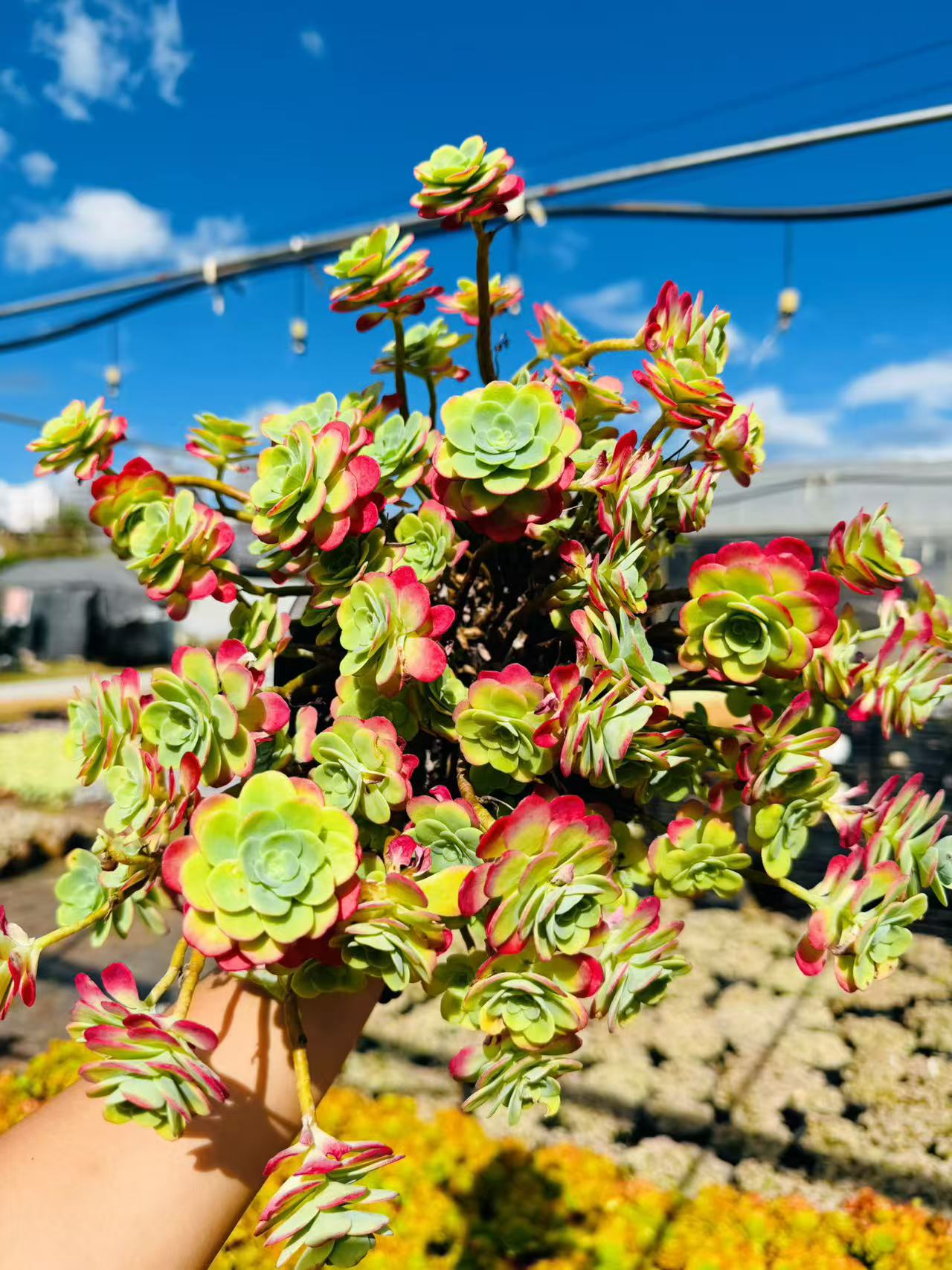 【1颗薄化妆】168多肉阳台露台植物栽种养护  脱土发货