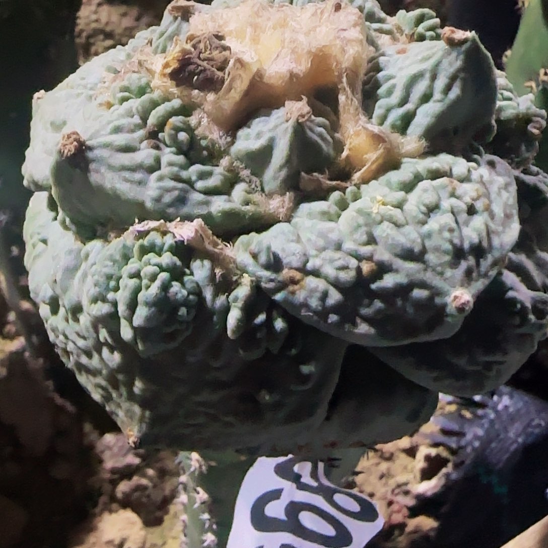 丸叶怒涛895仙人球开花