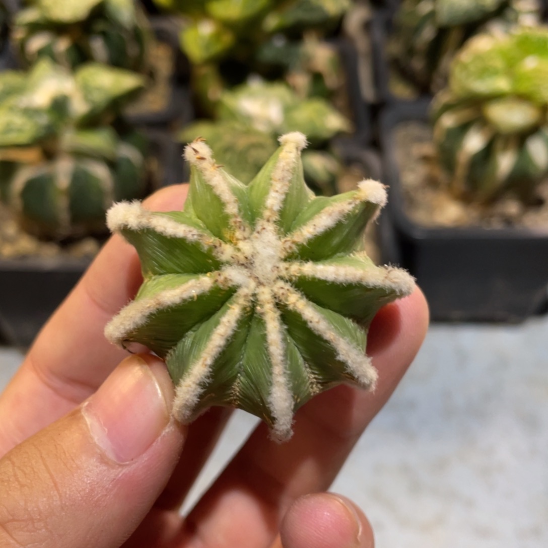 无花朵无根 新顿花笼004
