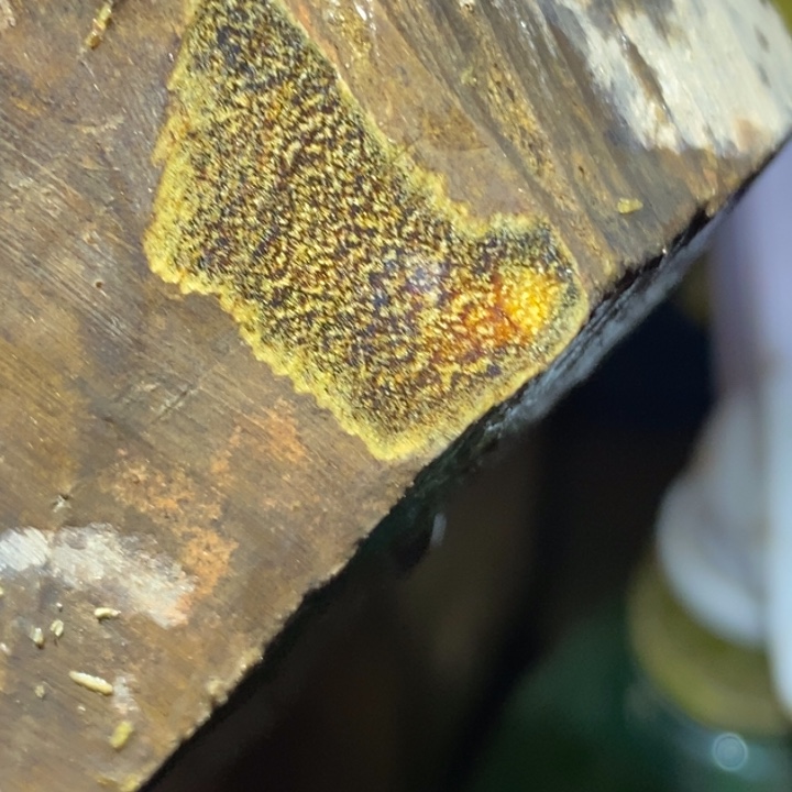 把件贡木定制不退不换