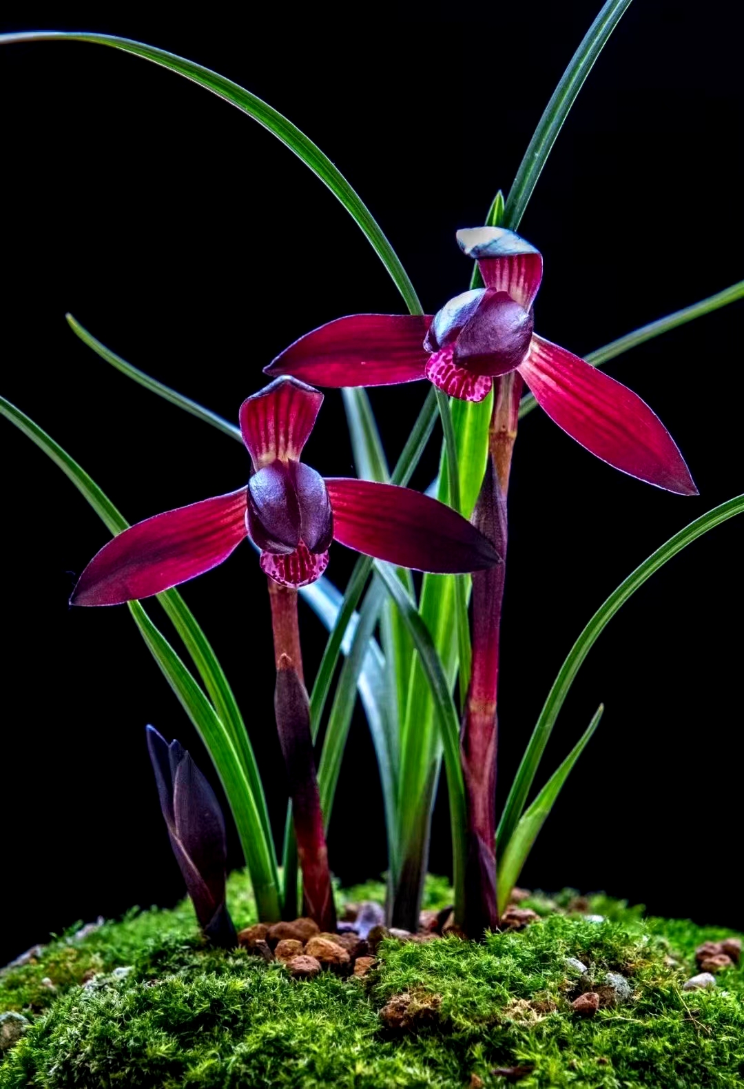 旺山草堂精品兰花（一物一拍，直播间专用）