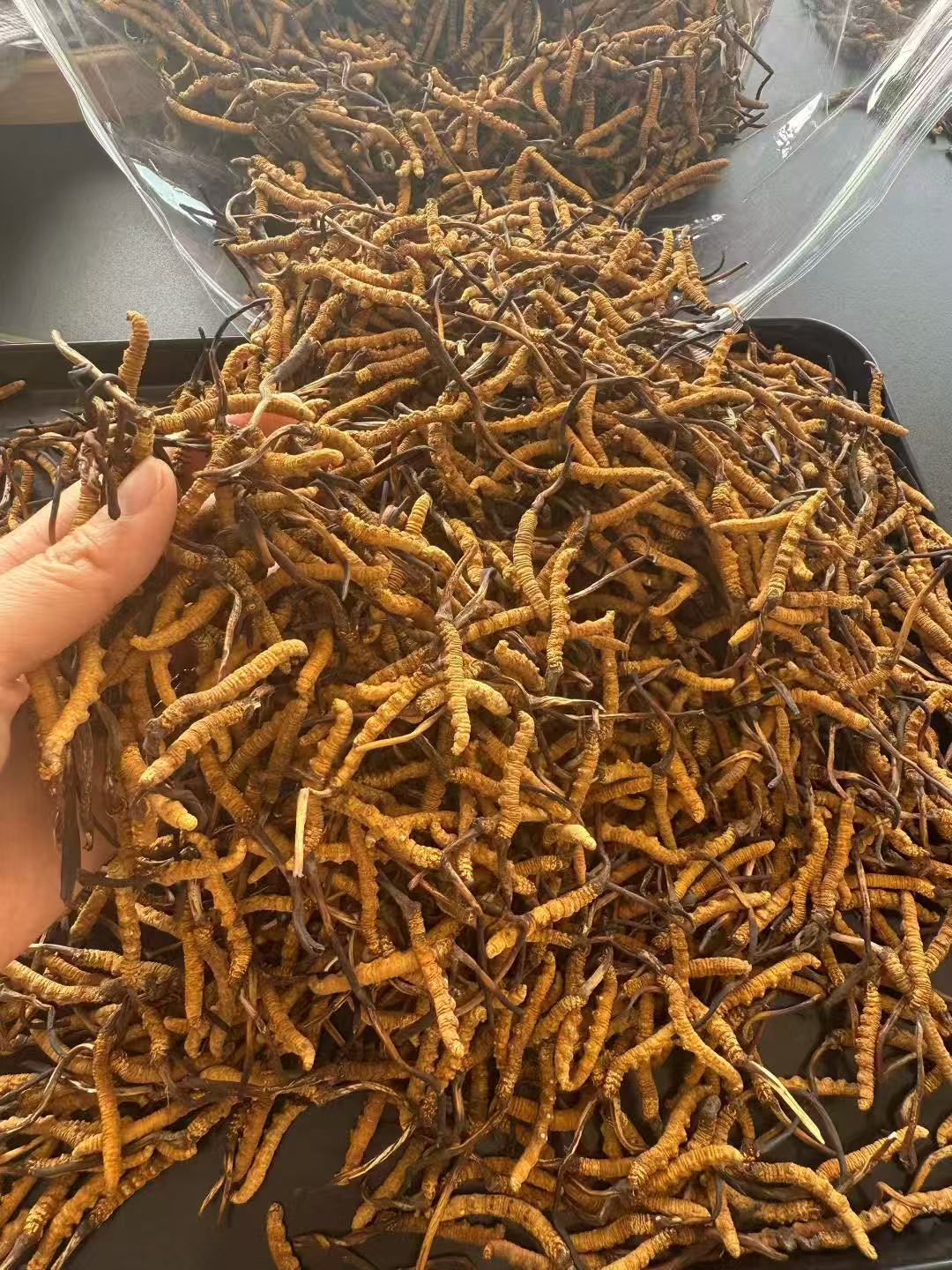 头期头茬高山高海拔冬虫夏草自用泡酒自吃佳品炖鱼胶花胶
