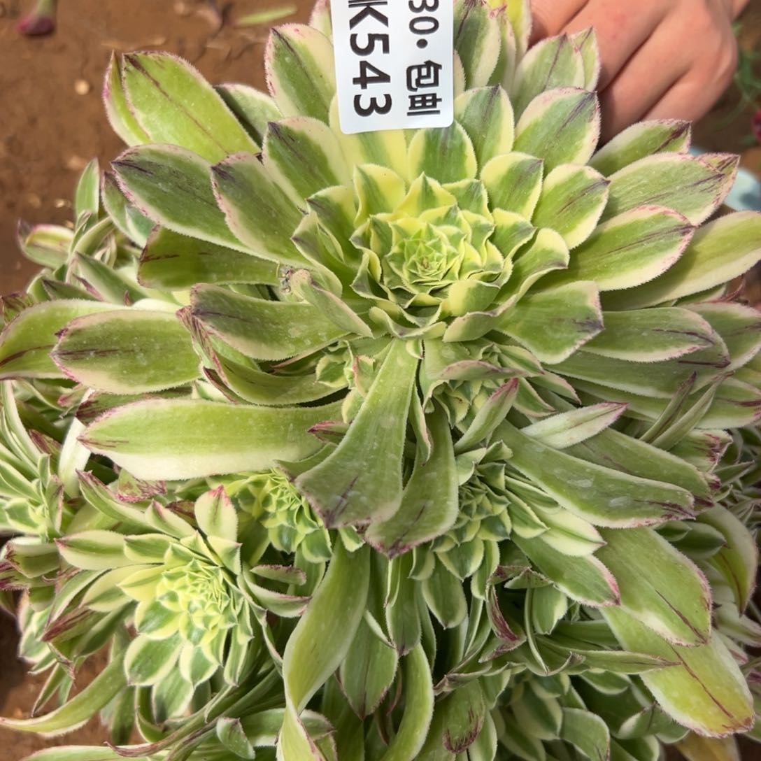 543绿魄满20包邮