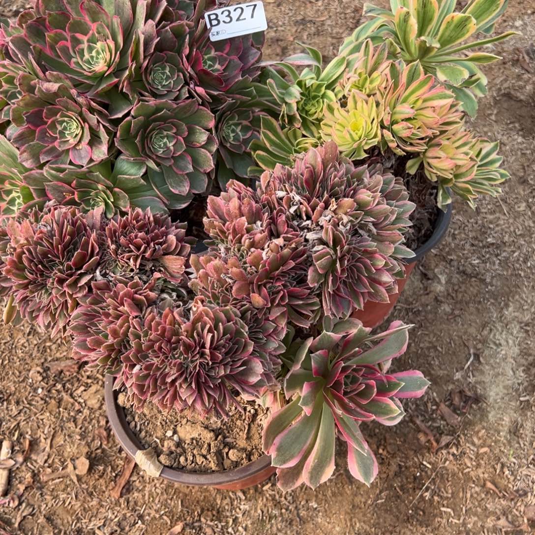 327三颗组合多肉植物法师