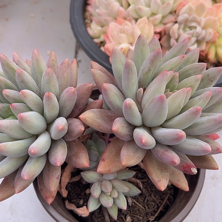 水晶球2523多肉植物