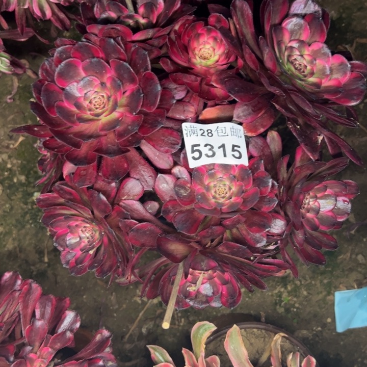 5315红金刚多肉植物