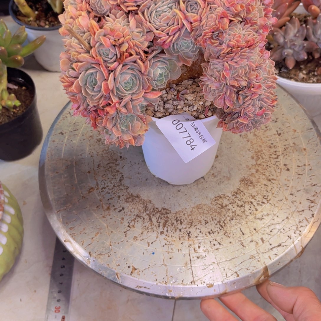 涓***涓多肉一物一拍7784