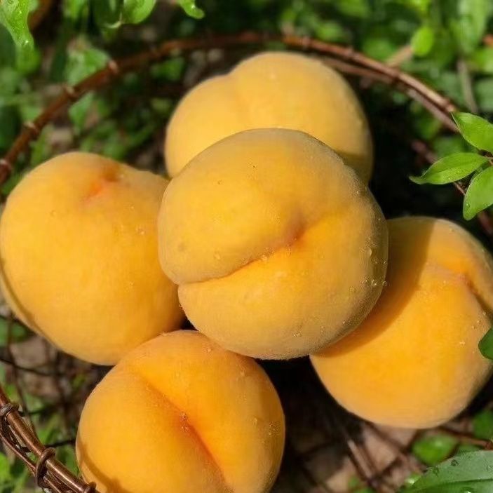 赤壁【精选黄桃】净重5斤黄桃基地精品黄金蜜现采现发包邮包售后
