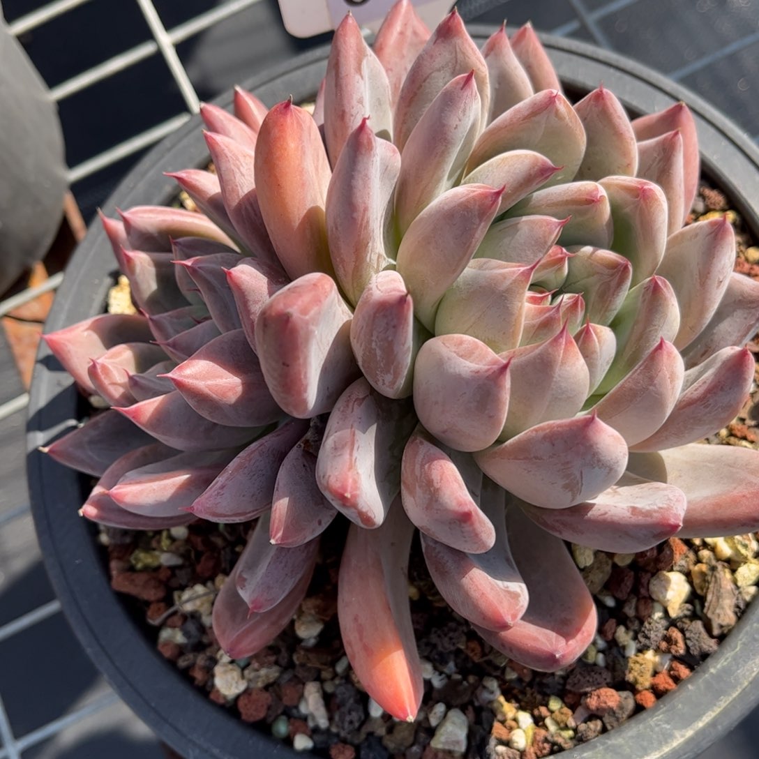 多肉植物0279 满30包邮