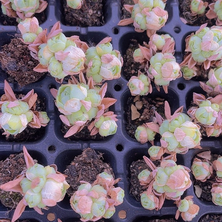 精品山地玫瑰一单两颗