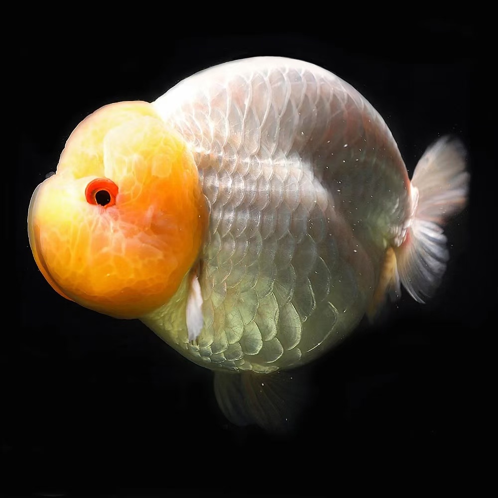 兰寿将军鱼苗 练手苗2只 拍开箱视频报损