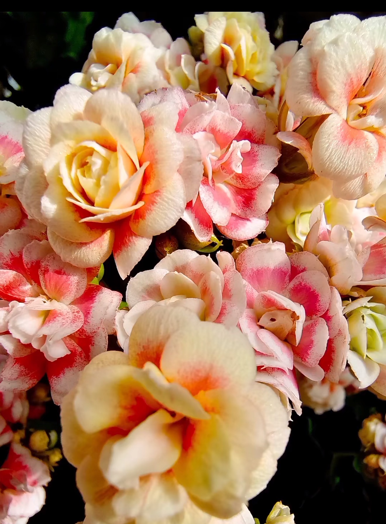 【漫卷流光/七彩祥云】120长寿花（拍够两单起发！）