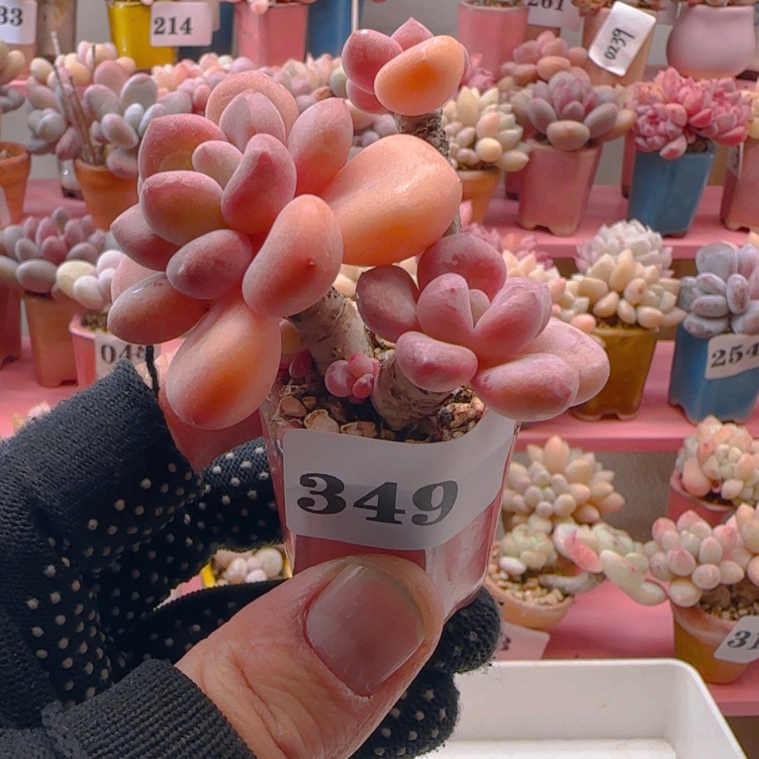 木糖醇349 ，带盆土发货，满38包邮非偏远。