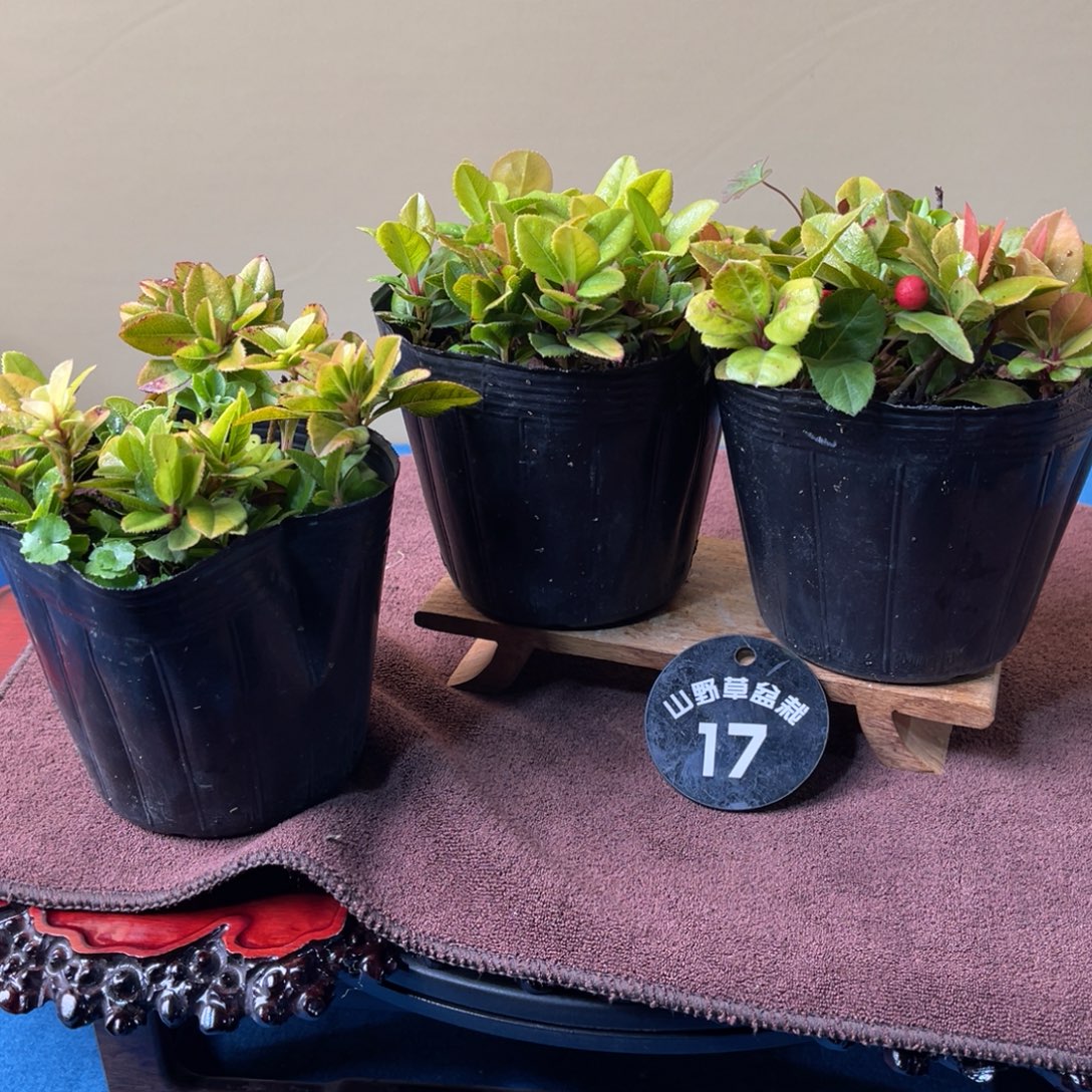 完全开放盆栽植物