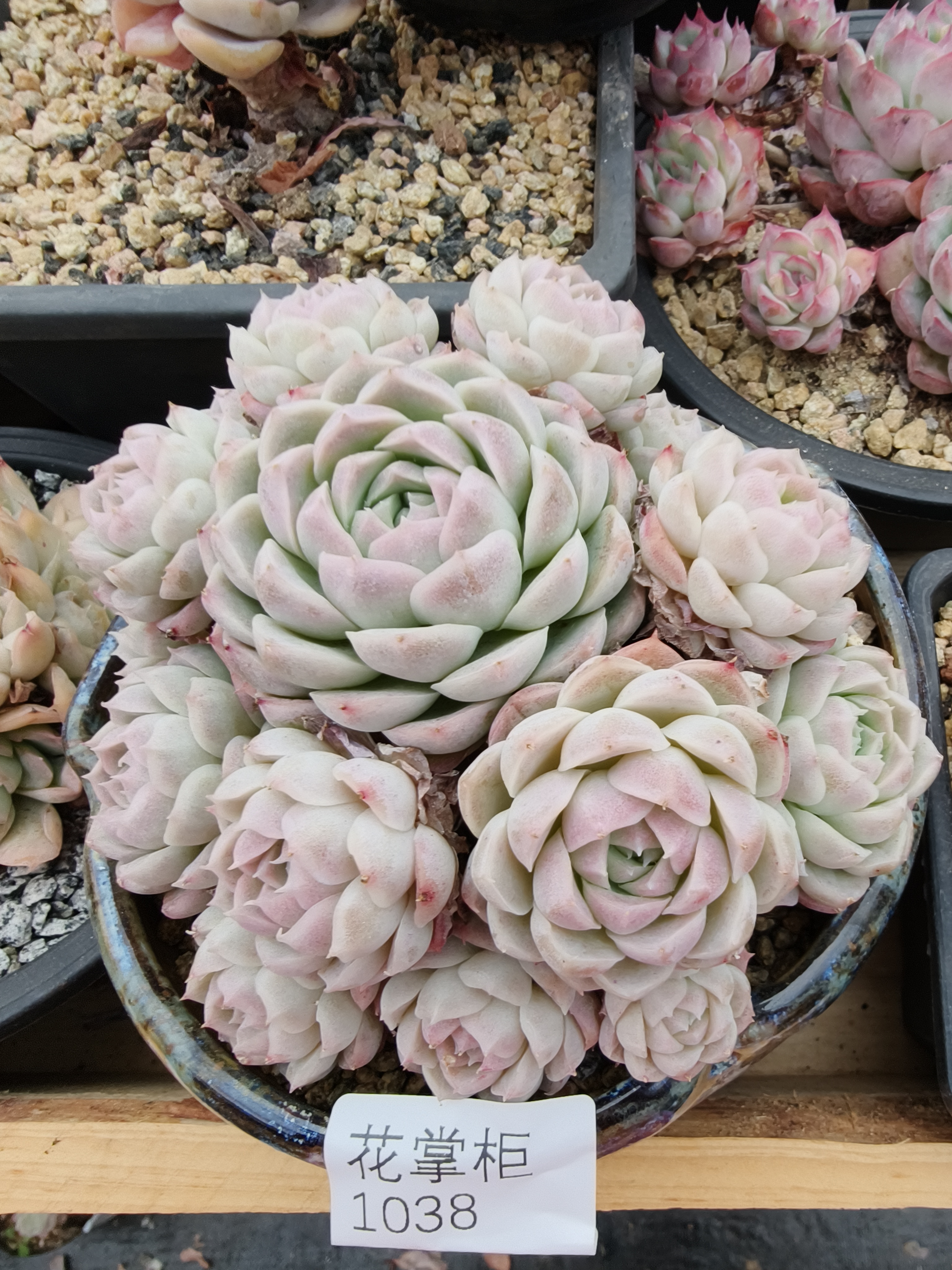 1038花掌柜精品杂交多肉