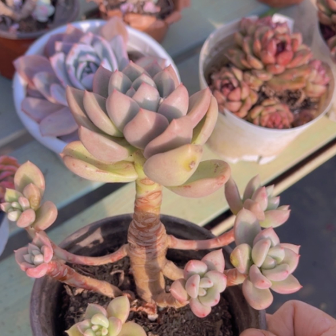 【闪购商品】奶油美人1351