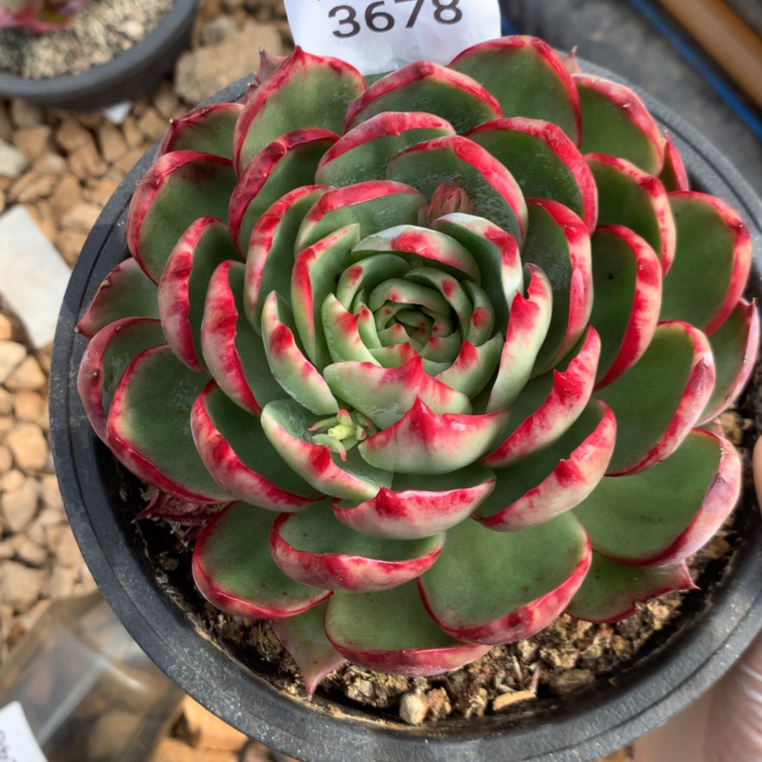 3678一物一拍12厘米