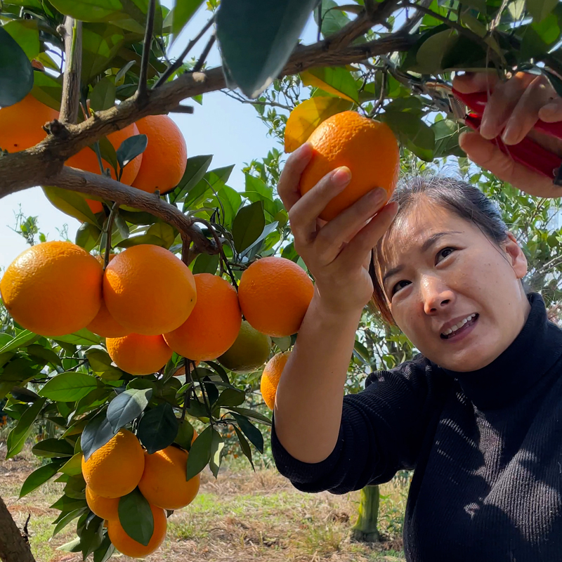 正宗赣南脐橙 江西特产甜橙子果园直发新鲜应季孕妇水果 坏果包赔