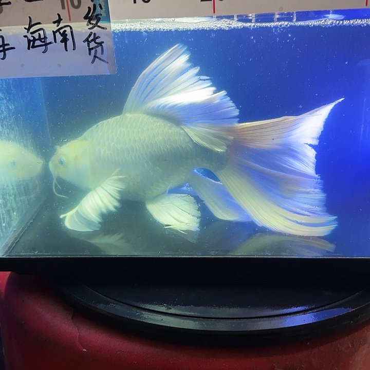 蝼***蚁海水鱼蝴蝶鲤158元