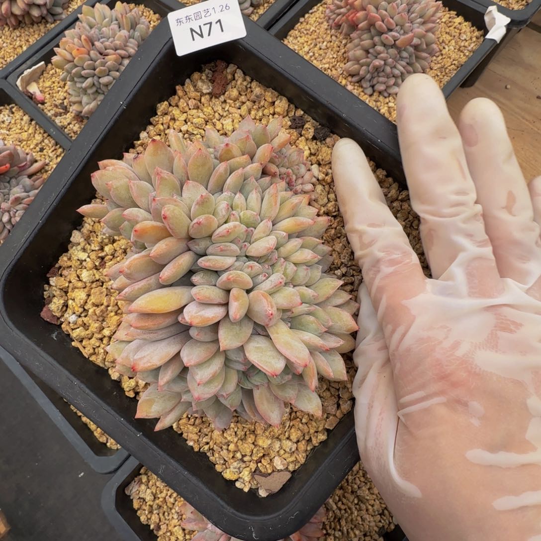 n n n n n n n n n n 71