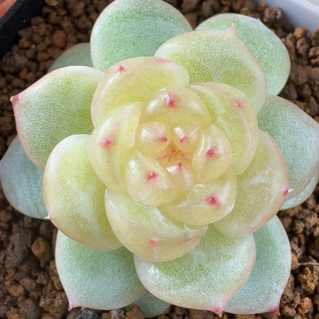 1230-33-6024单头一颗多肉