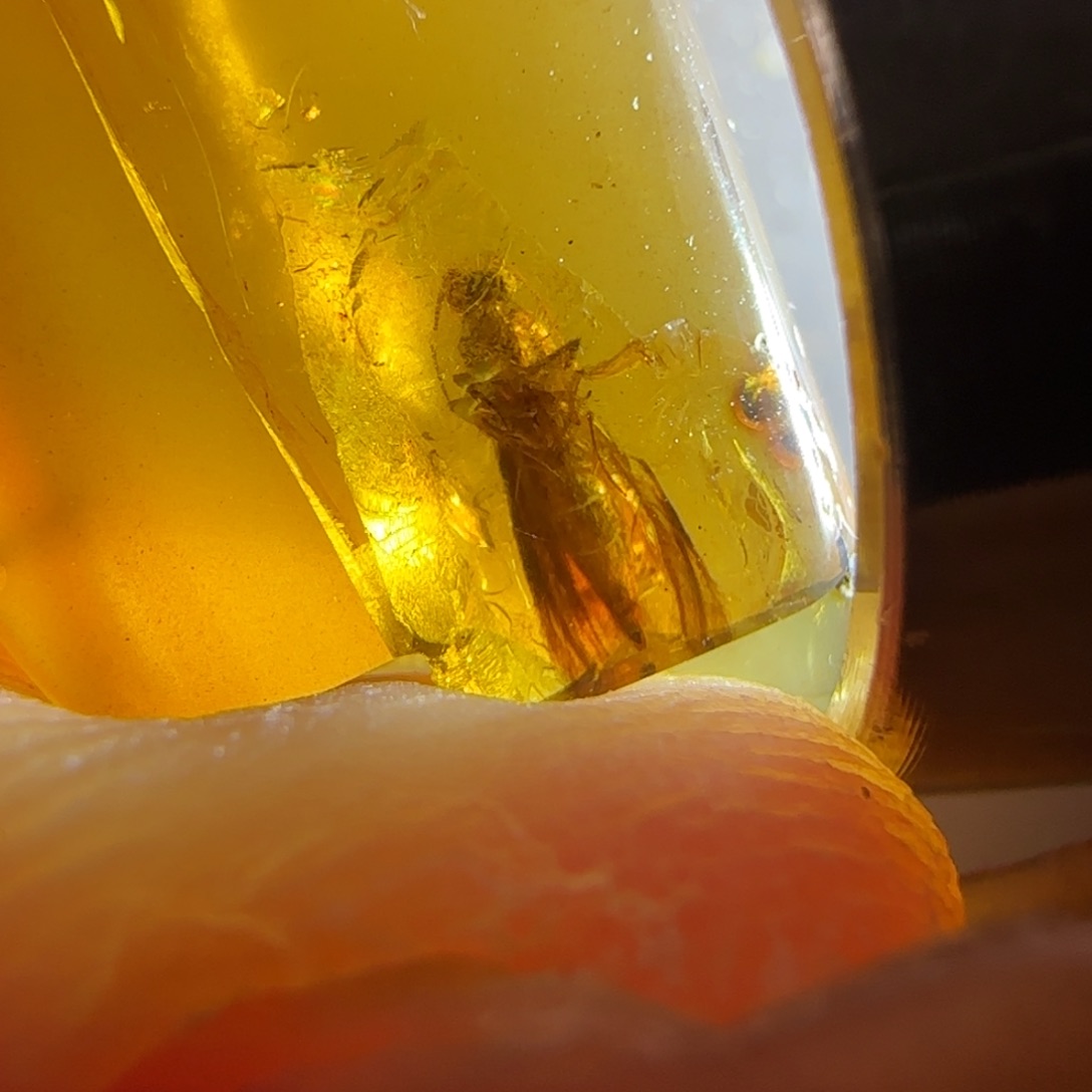 琥珀裸石未镶嵌石蛾