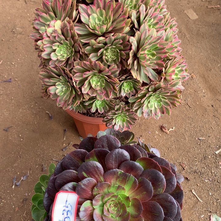 不包损535号粉黛黑武士