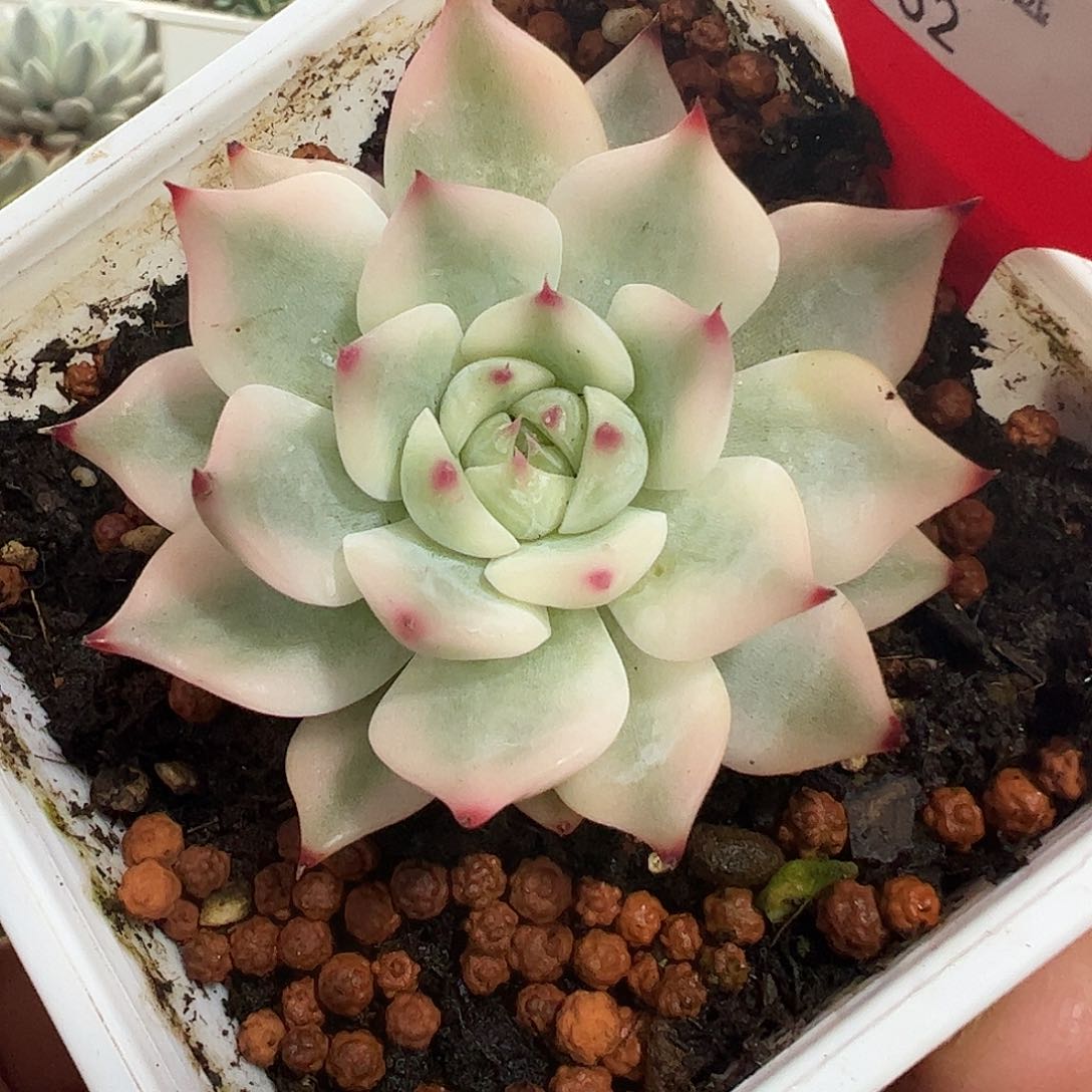 0552吉娃娃锦多肉植物