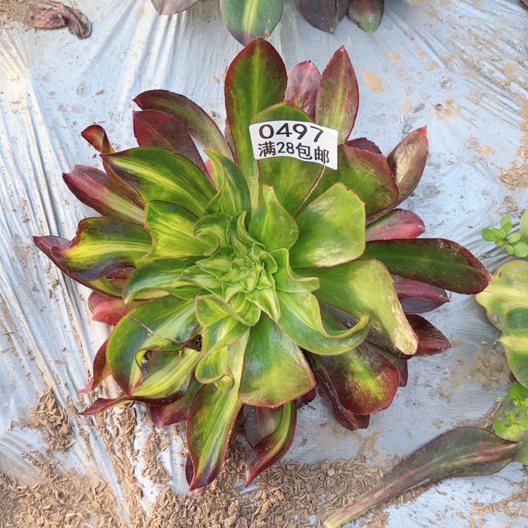 W. 0497魅影中班七彩多肉