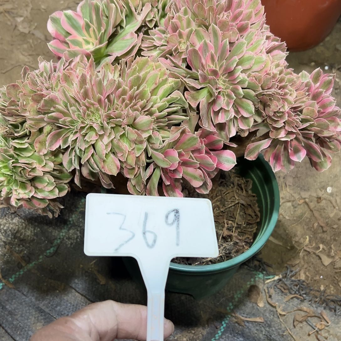 多肉植物粉女巫缀花369