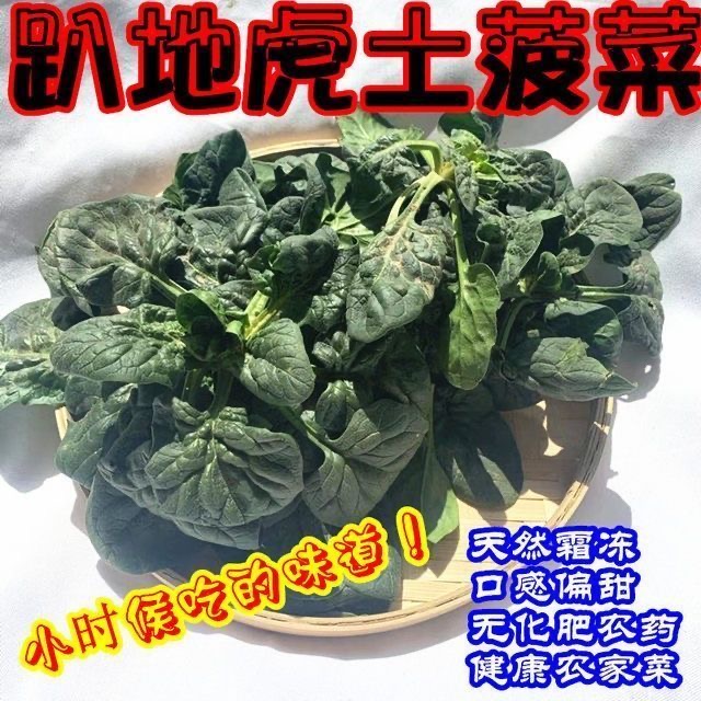 【豫禾农品】河南趴地小菠菜露天霜打矮杆爬地新鲜菠菜火锅时令食材