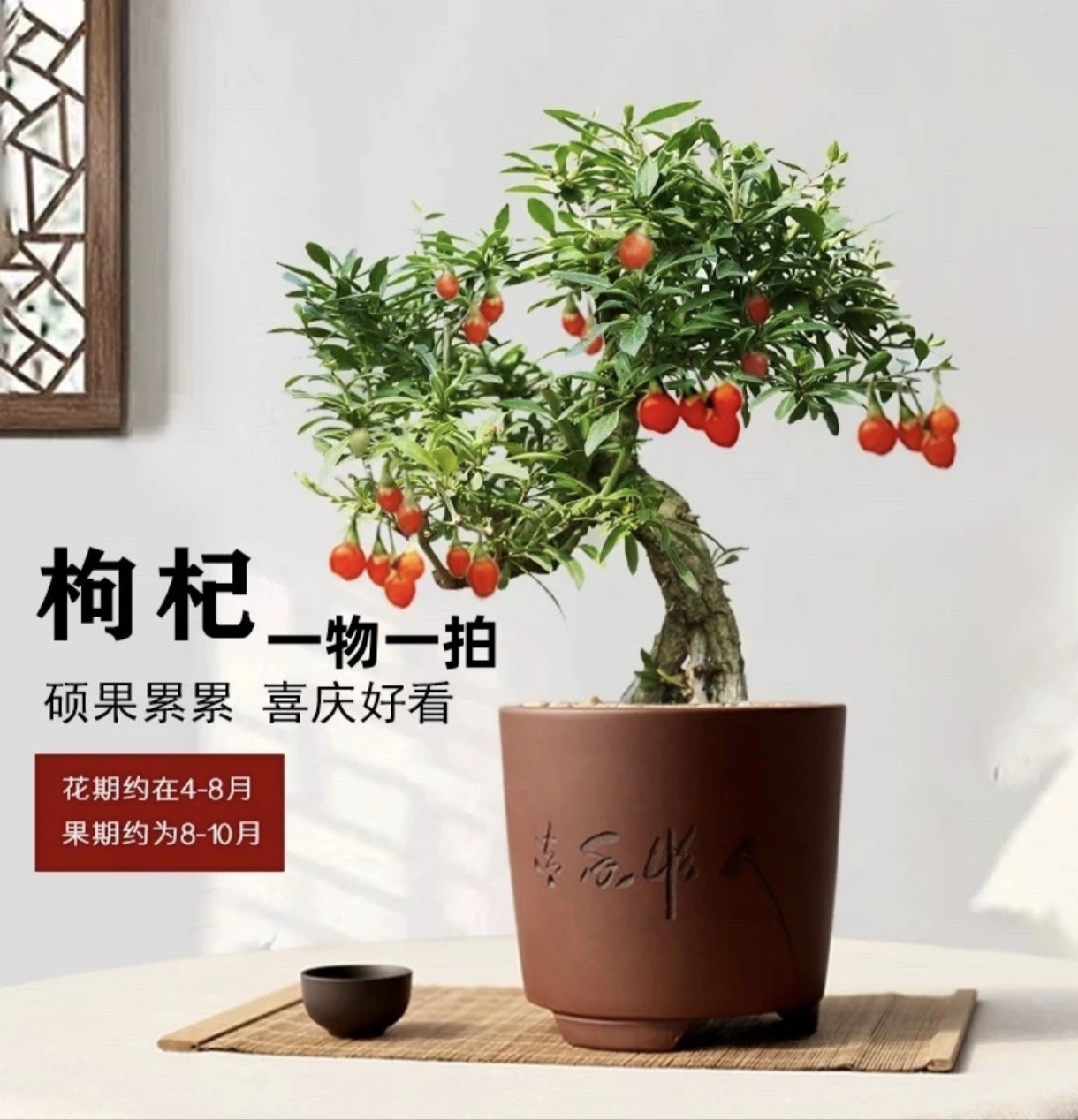 盆景一物一拍枸杞，牡丹石榴，海棠直播间美观好养易活盆栽