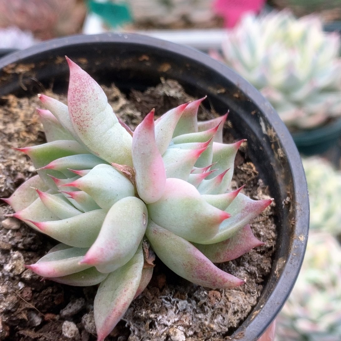 028锦锦锦锦锦锦锦锦