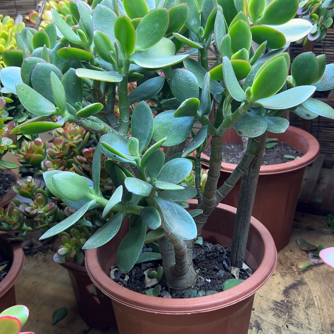 李***完全开放老桩玉树 一物一拍