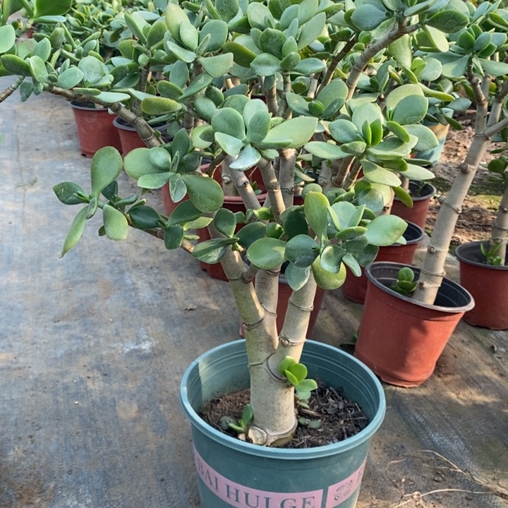 X***F原始老青玉一物一拍