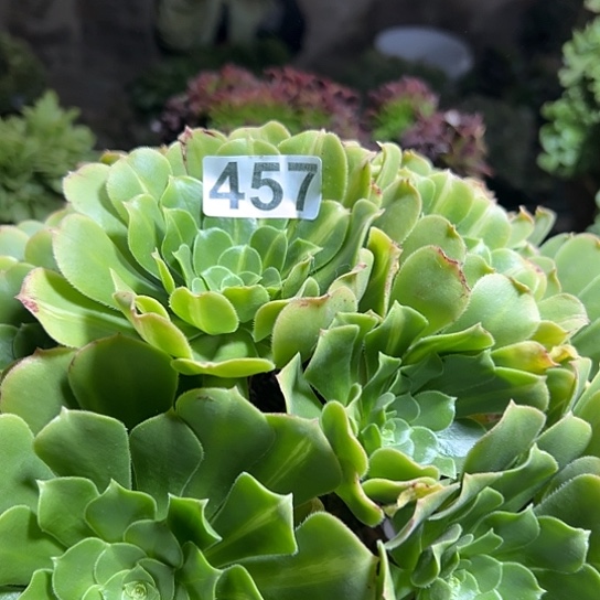 ****雨多肉植物一个绿玫瑰457