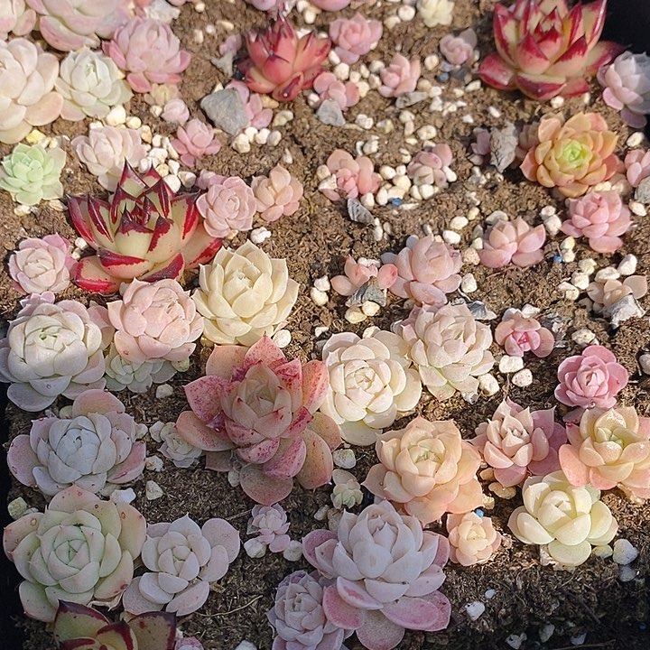 79 多肉植物盆栽花卉植物