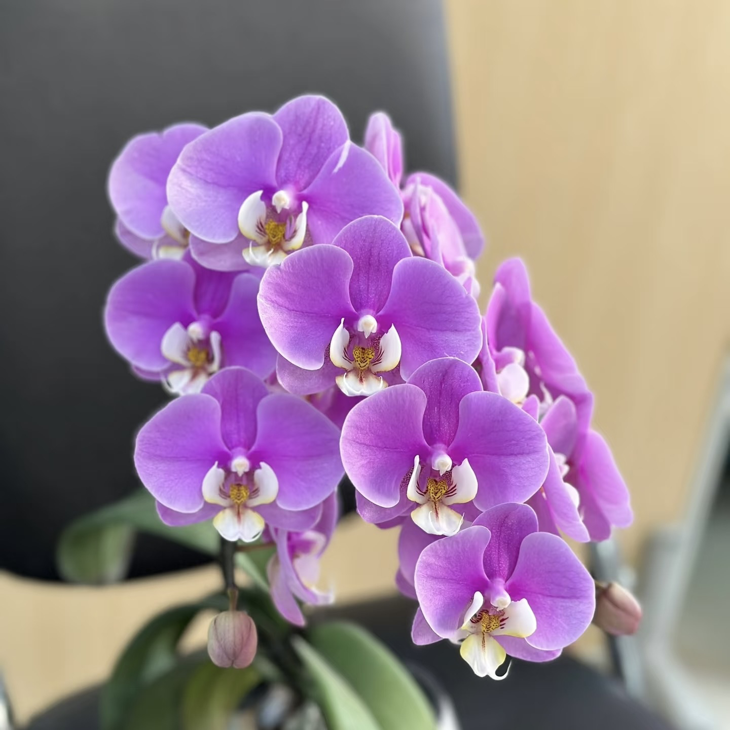 植趣花卉【大安娜】多叶层3.5苗 2-3剑发货 花剑刚冒头