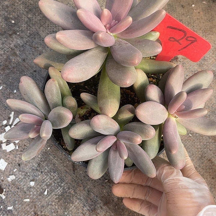 两单包邮，一物一拍，29糖果