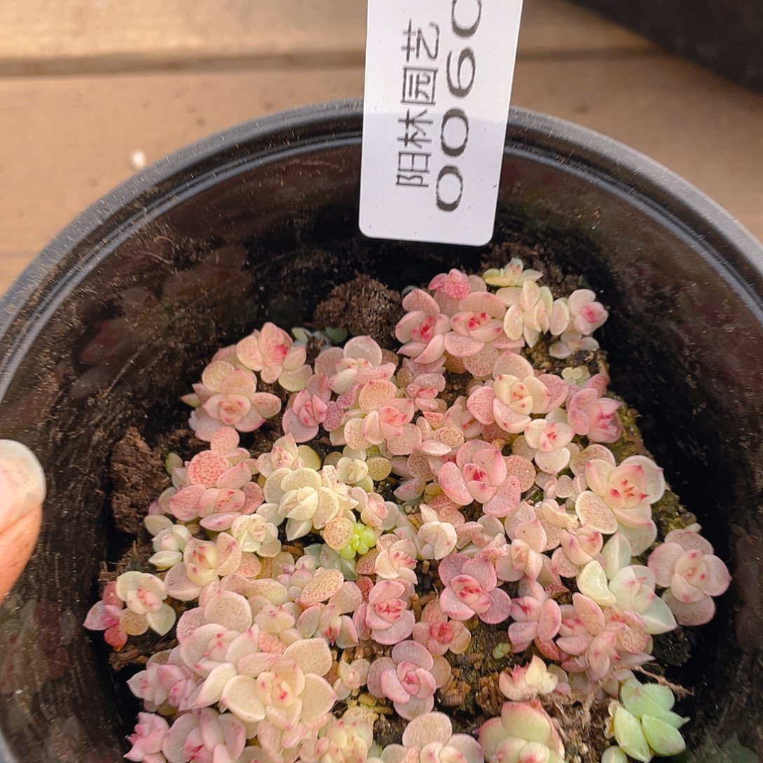 多肉植物多肉植物60