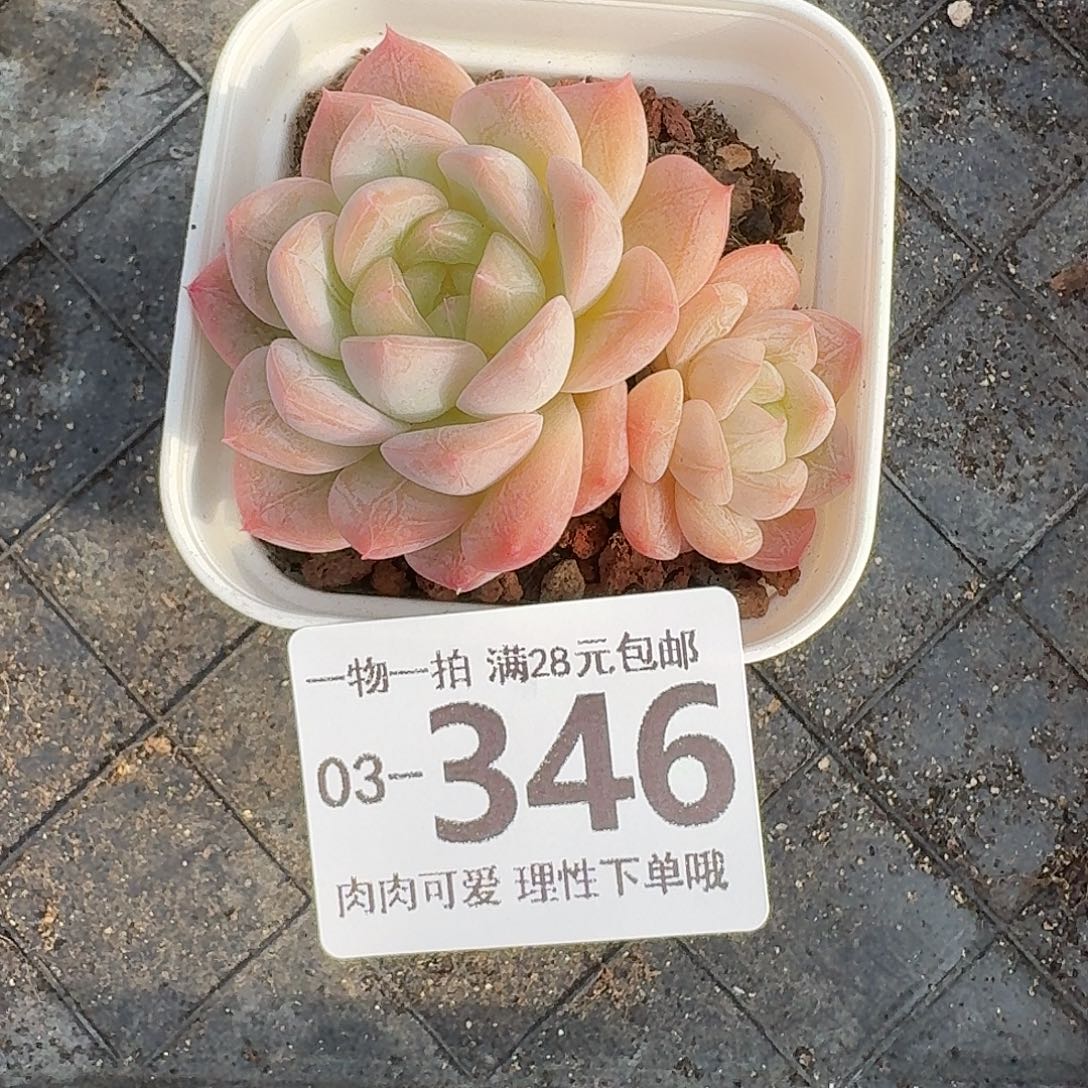 麦秆无盆土发货无